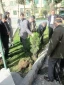 برگزاری مراسم درختکاری در پردیس حکیم فردوسی